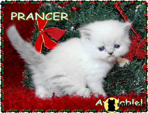 Kittens for Sale in Colorado