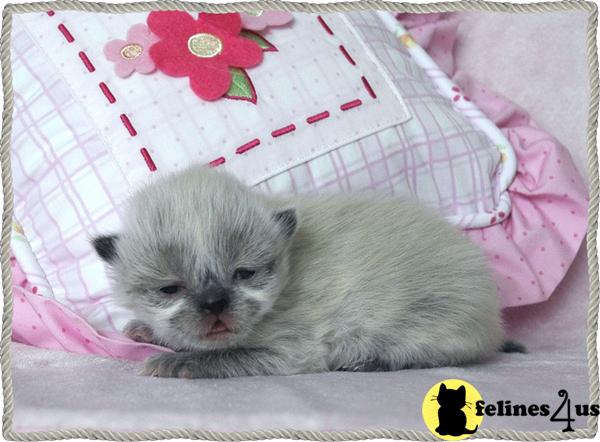 Cats for Sale
