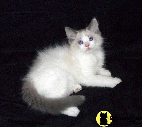 Kittens for Sale in Tennessee