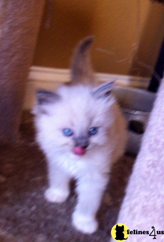 Ragdoll Kittens
