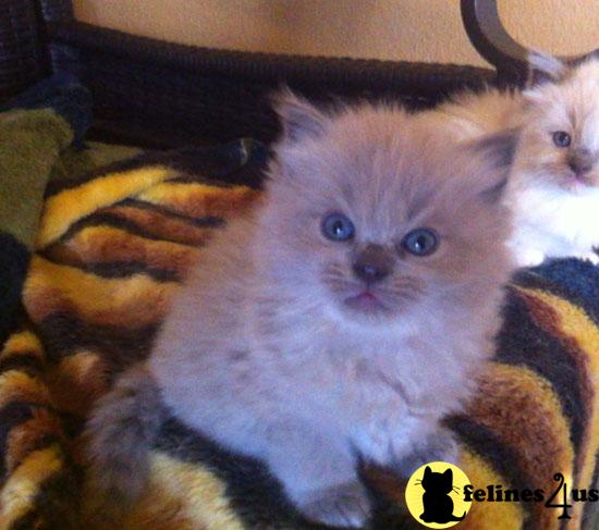 Ragdoll Kittens