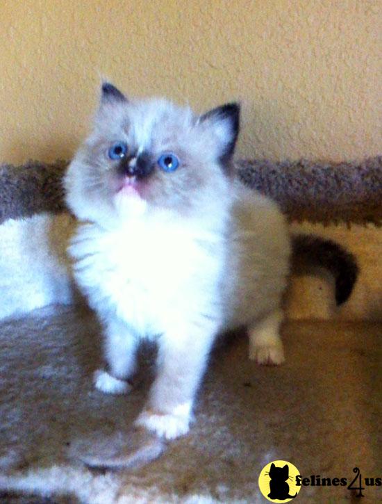 Kittens for Sale