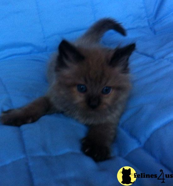 Kittens for Sale