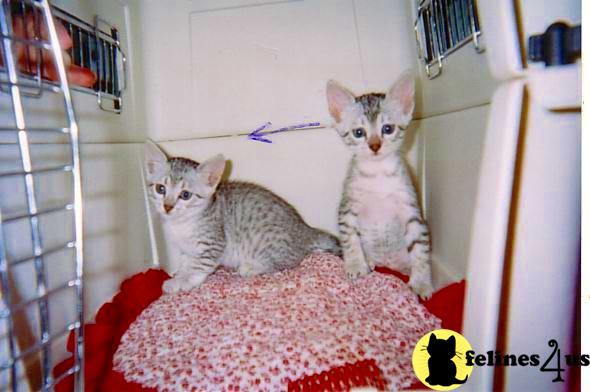 Egyptian Mau Kittens