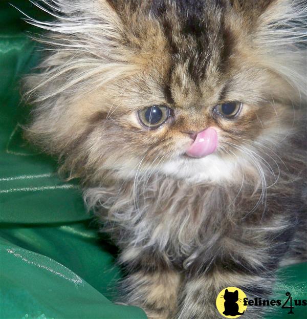 Kittens for Sale in California