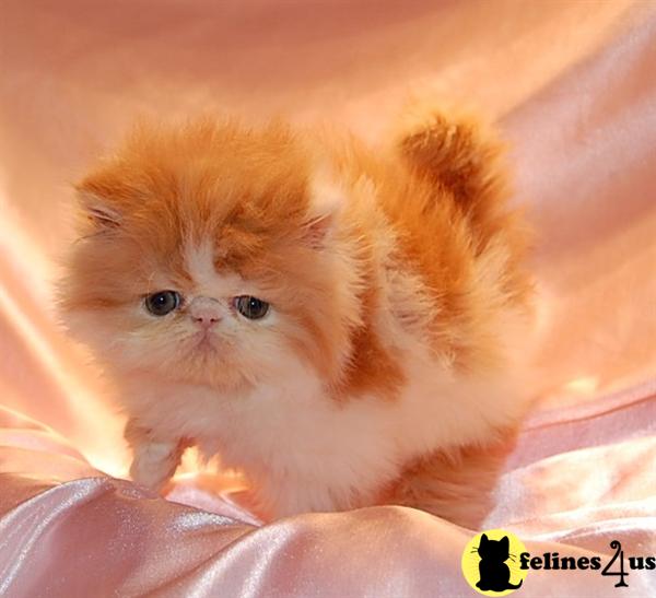 CA USA, Persian Kittens