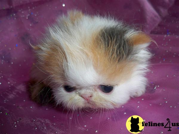 Persian Kittens