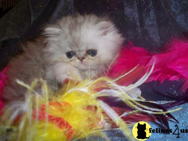 Kittens for Sale