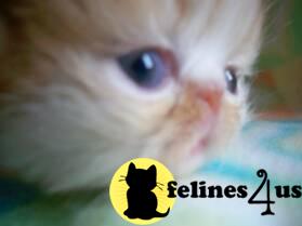 AgapePersian Cattery has KITTENS for the HOLIDAYs