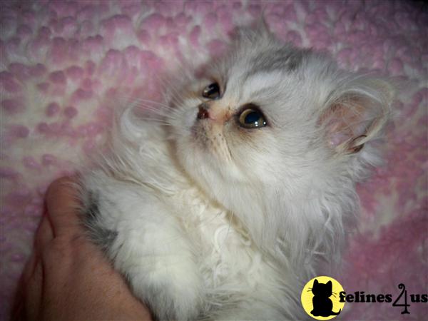 AgapePersian - ONLY ONE KITTEN LEFT. CFA REG. 