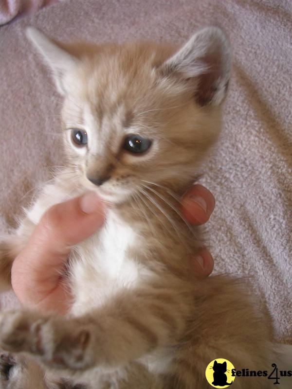Highland Lynx Kittens in Idaho