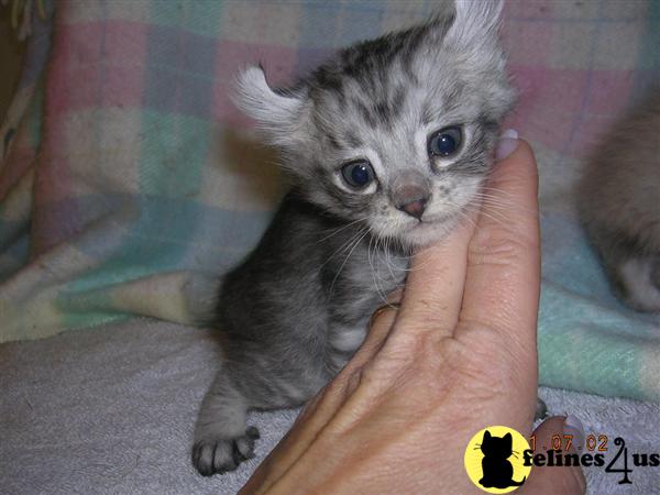 Kittens for Sale in Idaho