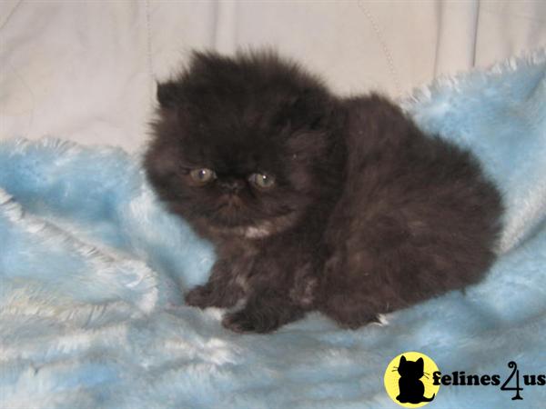 Show and Breeder Quality Kitten for sale