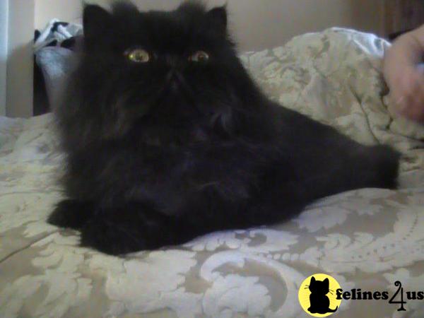 Persian kittens due in July 