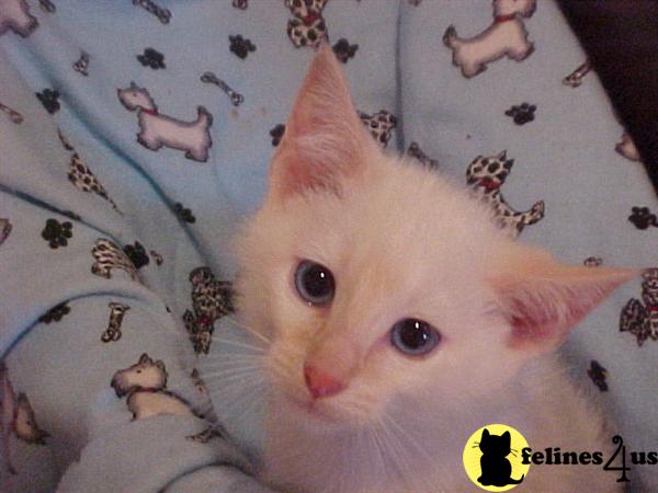 Siamese Kittens