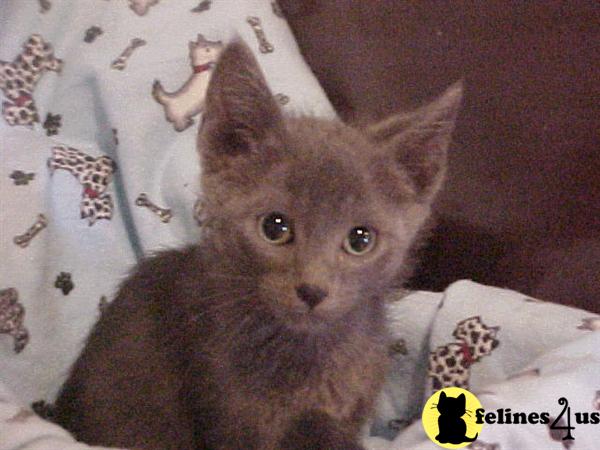 Russian Blue Kittens