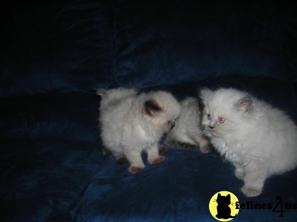 Kittens for Sale in Tennessee