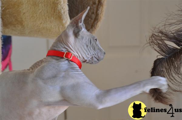 Sphynx Kittens