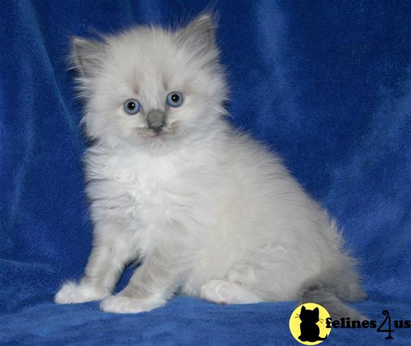 Ragdoll Kittens
