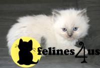 Ragdoll Kittens