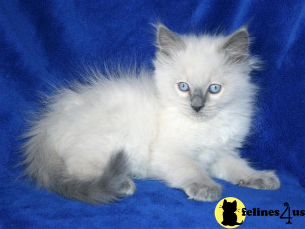 Ragdoll Kittens