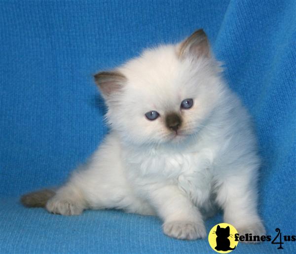 Ragdoll Kittens