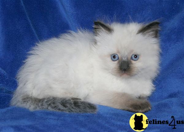 Adorable Ragdoll kittens