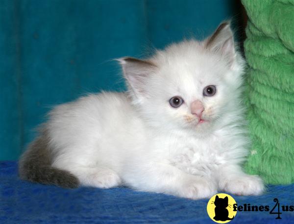 Kittens for Sale in Wisconsin