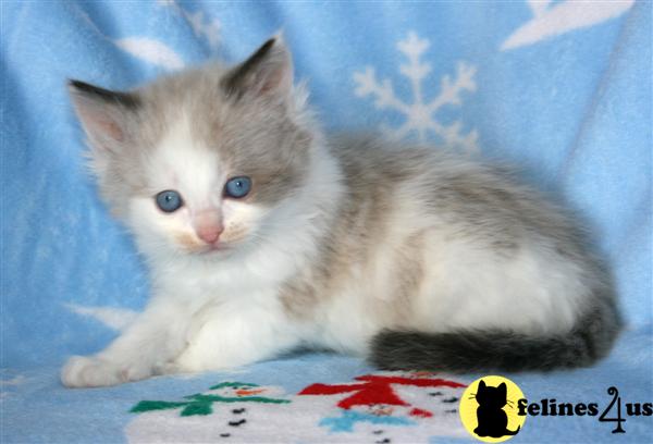 Available Ragdoll kittens