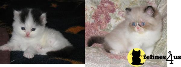 Kittens for Sale in Washington