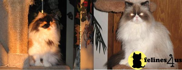 Traditional Dollface  Show Persian Himalayan kittens unusual patters