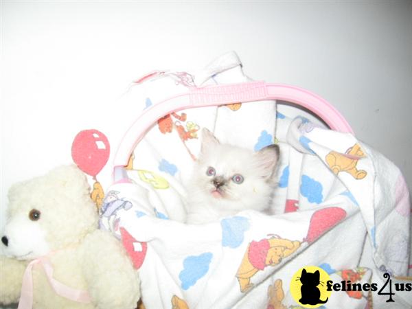 Ragdoll Kittens