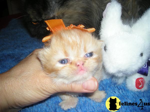 Kittens for Sale in New York