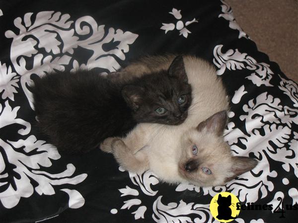 Siamese Kittens