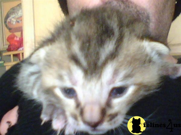 Bengal Kittens in New York