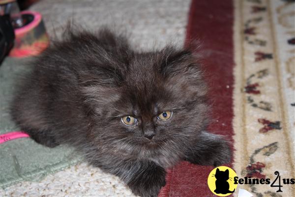 Kittens for Sale in New Hampshire