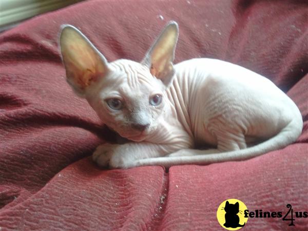 Sphynx Kittens in Texas
