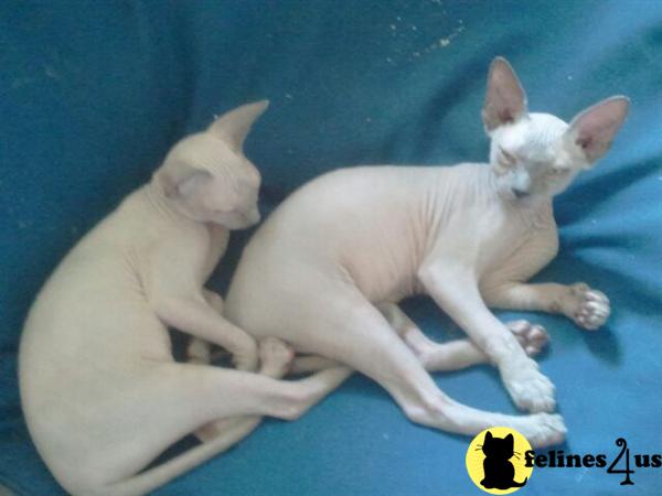 Kittens for Sale in Texas