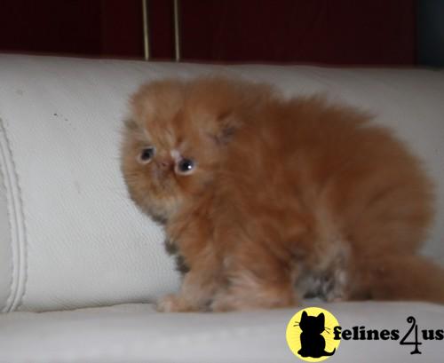 Kittens for Sale