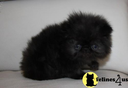 Kittens for Sale