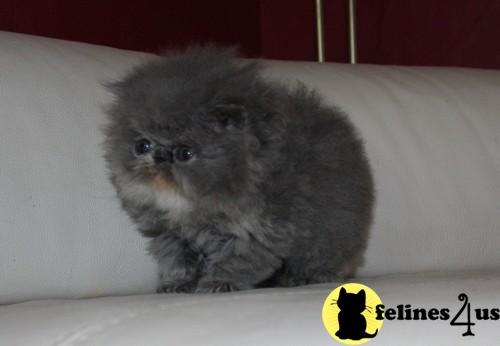 Kittens for Sale