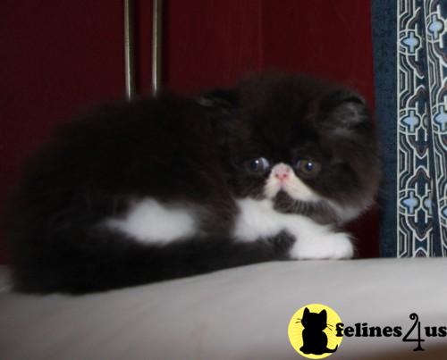 Kittens for Sale