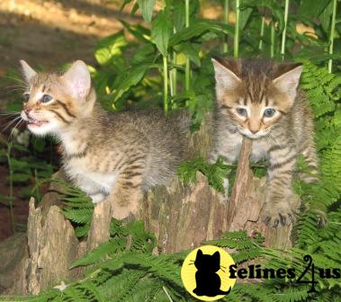 Savannah Kittens