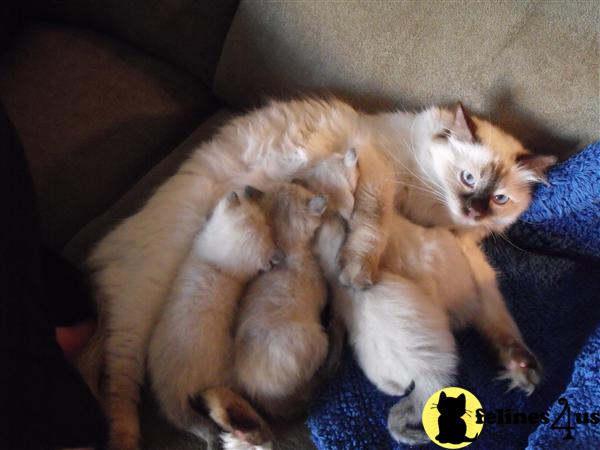 Kittens for Sale