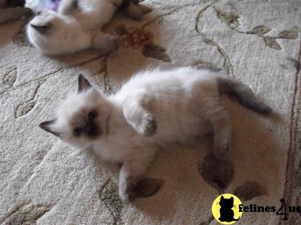 Kittens for Sale