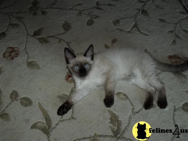 Siamese Kittens