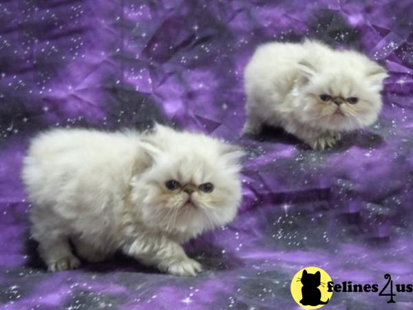 Himalayan Kittens