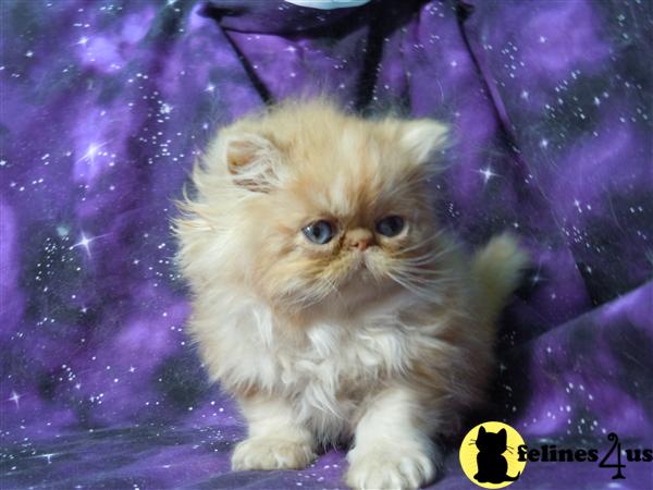 Himalayan Kittens