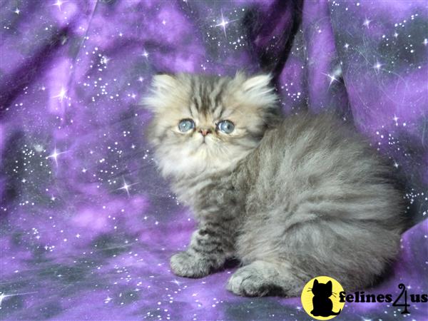 Himalayan Kittens