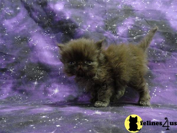 Himalayan Kittens